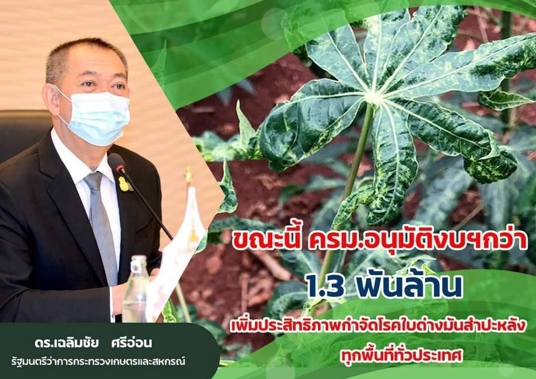 "เฉลิมชัย" สั่งเดินหน้าลุยปราบโรคใบด่างมันสำปะหลัง เน้นตัดวงจรและควบคุมพื้นที่ระบาด