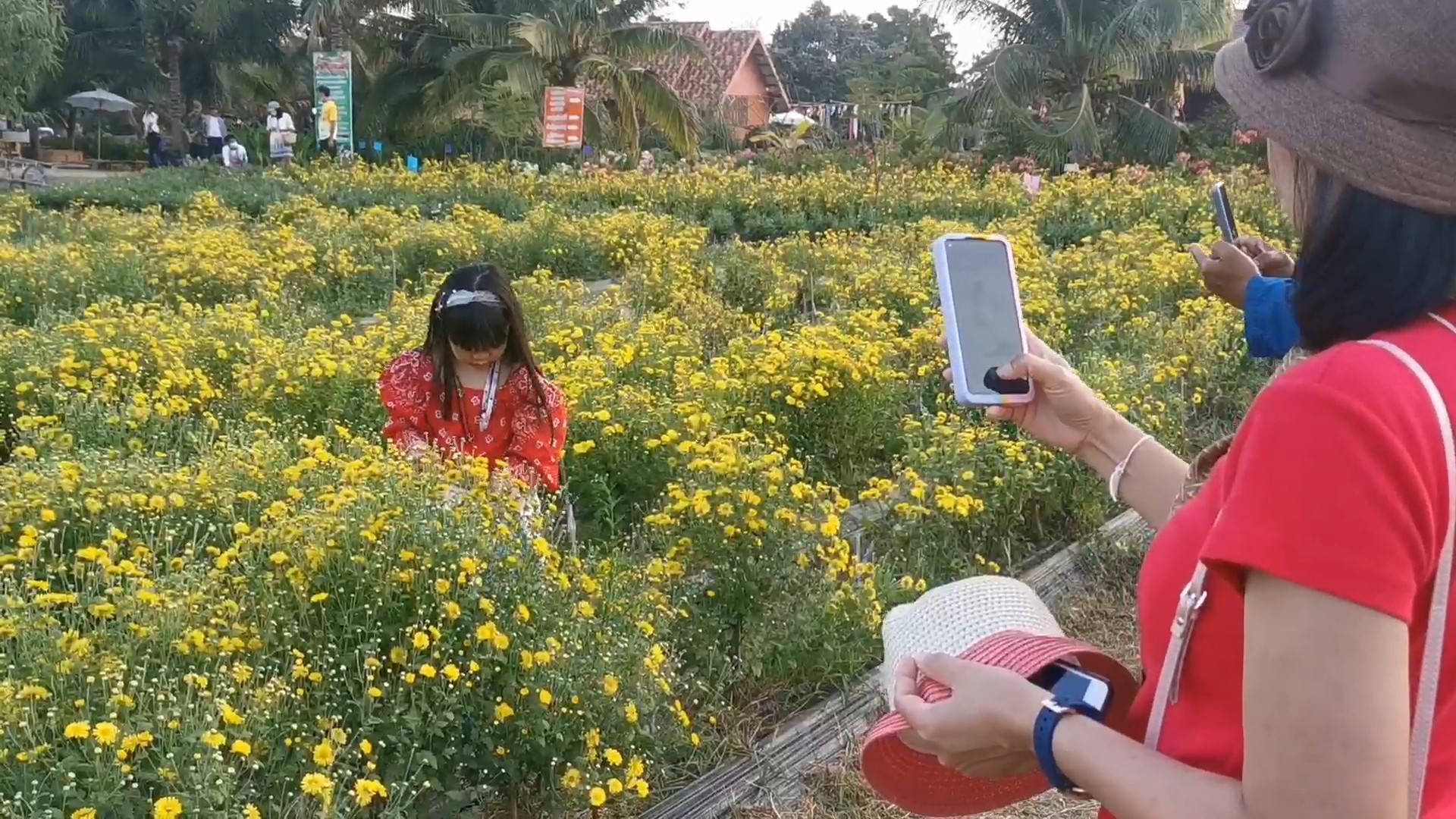 เที่ยวทุ่งดอกเก๊กฮวย รับลมหนาว  ลิ้มรสน้ำดอกเก๊กฮวยสดจากต้น