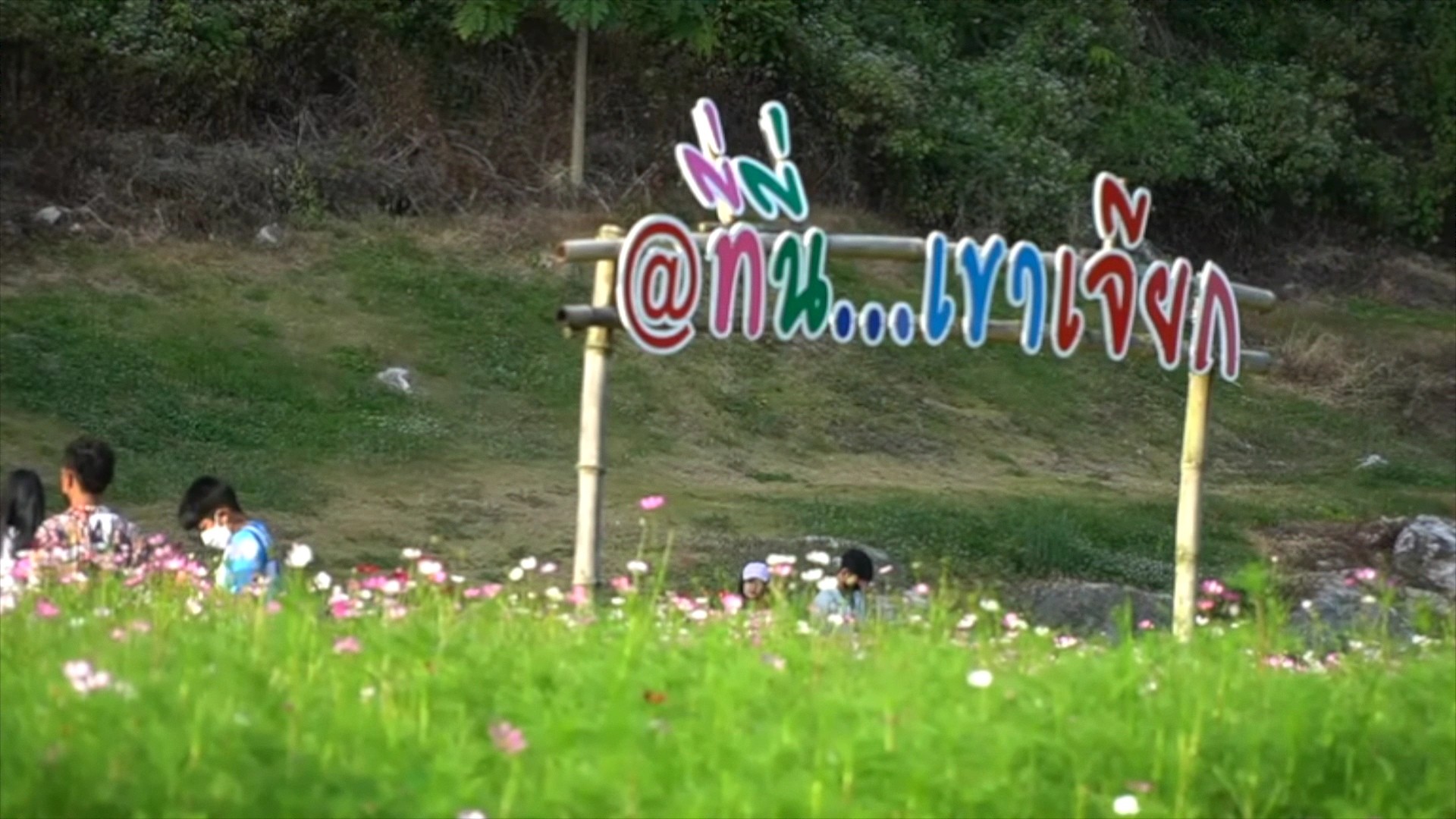 ทุ่งดอก 'คอสมอส' บานสะพรั่งสวยงาม ต้อนรับเดือนแห่งความรัก