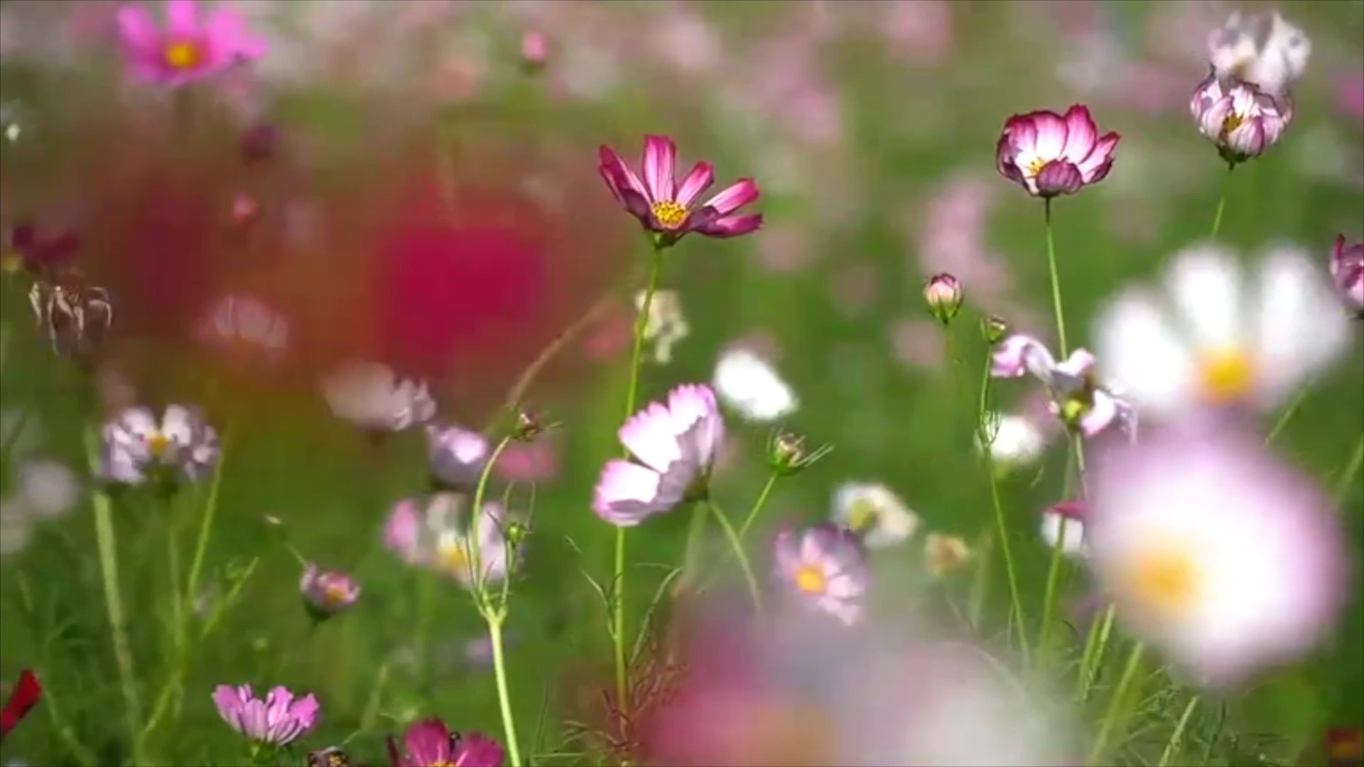 ทุ่งดอก 'คอสมอส' บานสะพรั่งสวยงาม ต้อนรับเดือนแห่งความรัก