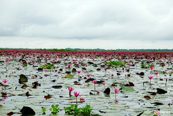 ทะเลบัวแดง อุดรธานี ออกดอกบานสะพรั่งในบึงหนองหาน บานหลงฤดูในช่วงหน้าฝน