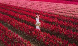 I Love Flower Farm สวนดอกไม้สีแดงสุดอันซีนราวกับอยู่ฮอกไกโด