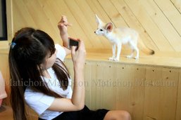 "คาเฟ่หมาจิ้งจอก" ฉีกแนวคาเฟ่หมา-แมว ลูกค้าแน่นแห่เล่นกับสัตว์น่ารักแปลกตา