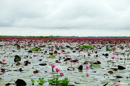 มหัศจรรย์ 'ทะเลบัวแดง' กุมภวาปี บานหลงฤดูในช่วงหน้าฝน จ.อุดรธานี