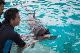 Dolphin Island มาเที่ยวเกาะนี้ ได้เพื่อนใหม่เป็น..โลมา