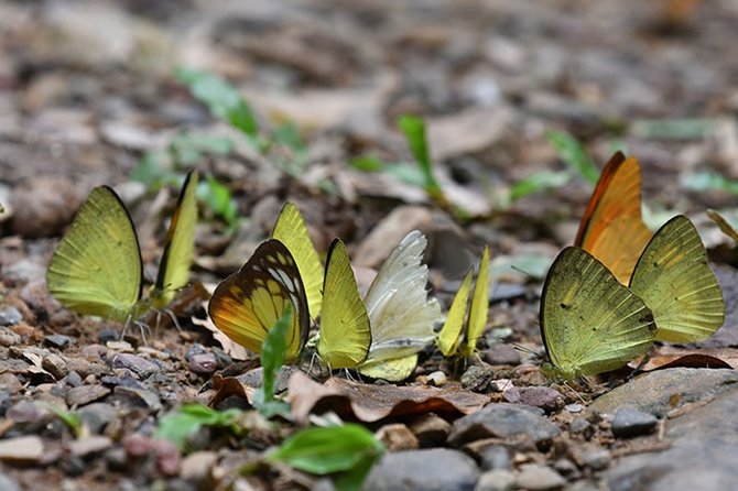 11.butterfly-3