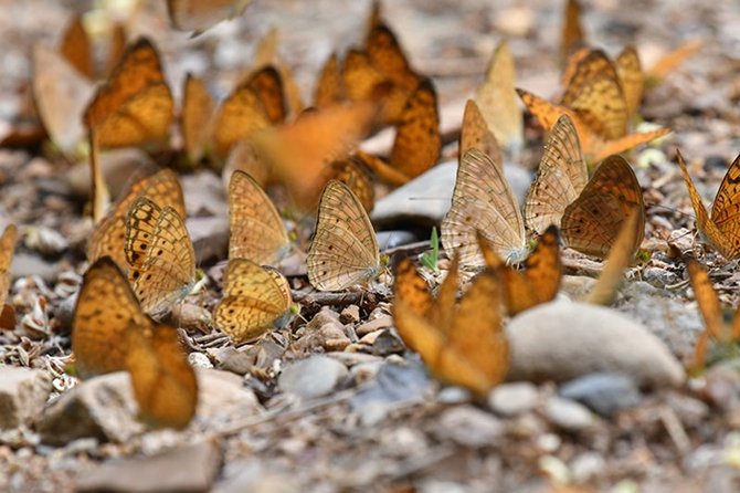 2.butterfly-2