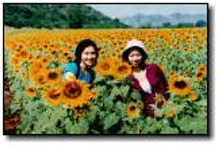 ทุ่งทานตะวัน