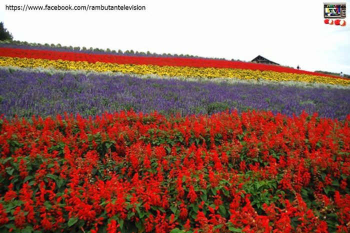 ปั่นจักรยานแม่บ้านเที่ยวทุ่งดอกไม้คนเดียว ใน Hokkaido กับกล้องกุ๊กไก่