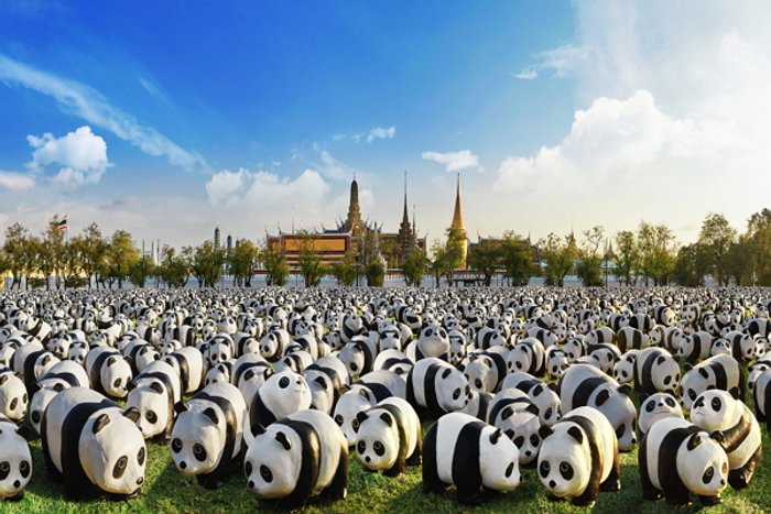 1600 PANDAS+ World Tour in Thailand