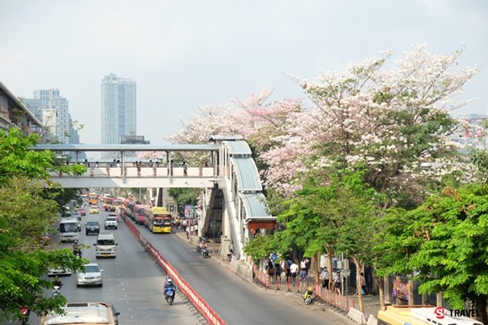 บานรับลมร้อน 'ชมพูพันธุ์ทิพย์' ออกดอกสะพรั่ง..ทั่วกรุงเทพมหานคร