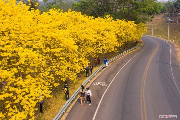 สุดตระการตา ‘เหลืองอินเดีย’ สะพรั่ง ‘แม่ฟ้าหลวง’ คนแห่ชมคึกคัก
