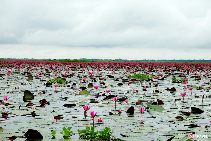 ทะเลบัวแดง อุดรธานี ออกดอกบานสะพรั่งในบึงหนองหาน บานหลงฤดูในช่วงหน้าฝน