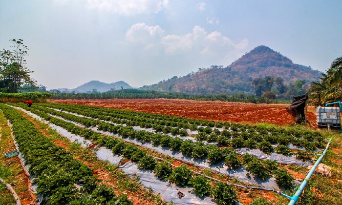 เที่ยว "ไร่สีฟ้า แก่นมะกรูด" กินสตรอว์เบอร์รีสดๆ จากต้น ท่ามกลางธรรมชาติอันงดงาม