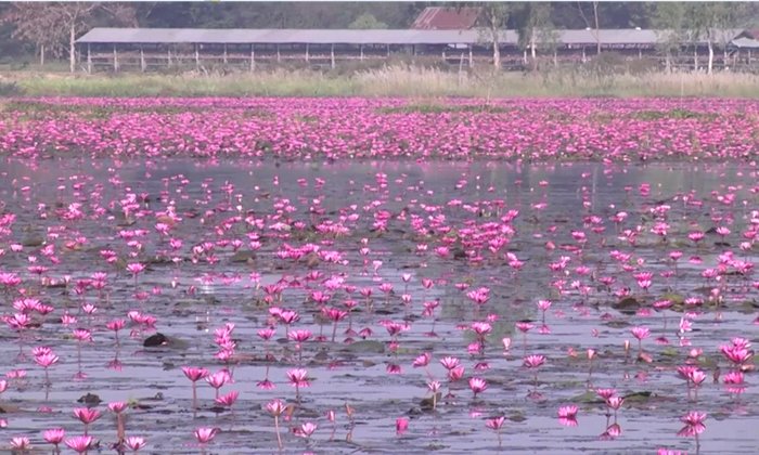 บัวแดงบานสะพรั่งรับอากาศหนาวเย็น ที่หนองคาย