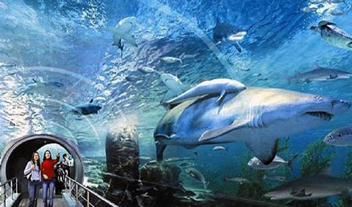 สยาม โอเชี่ยน เวิร์ล Siam Ocean World