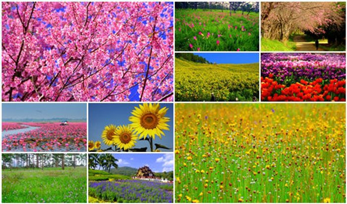 10 ที่เที่ยวชมดอกไม้สวยสุดๆ ในเมืองไทย