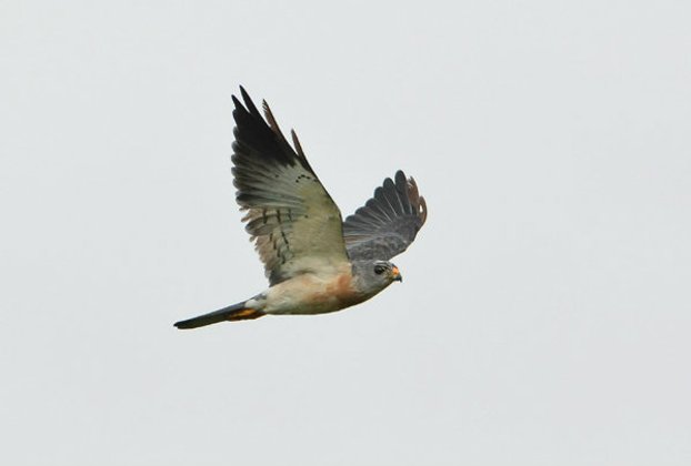 กิจกรรมดูเหยี่ยวอพยพ ณ เขาเรดาร์ "สายธารเหยี่ยวอพยพ ( River of Raptors)