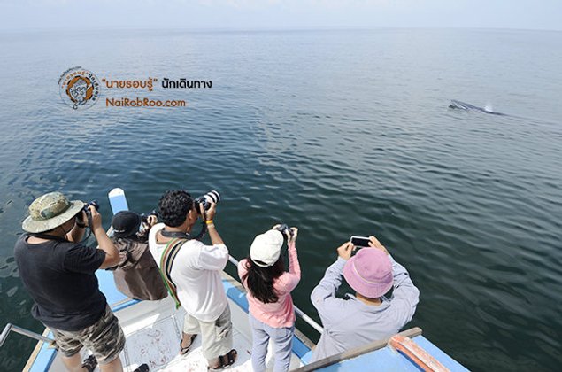 ออกเรือตามหายักษ์ใหญ่แห่งท้องทะเลอ่าวไทย