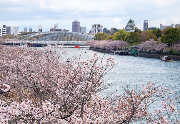 ชี้จุด ชม "ซากุระบาน" บนเส้นทางสาย Osaka-Kyoto-Hokuriku