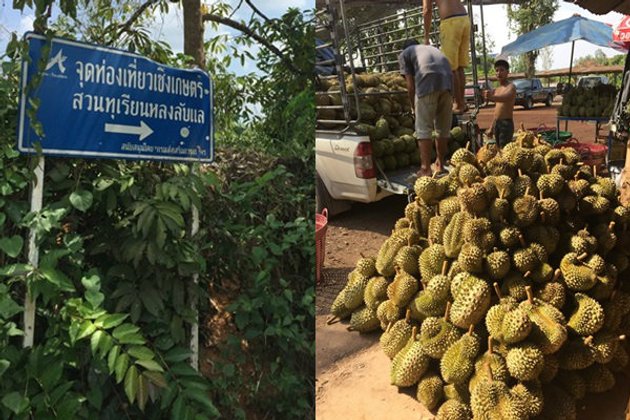 ท่องเที่ยวสไตล์พิศาลพาลุยสวนทุเรียนเมืองลับแล อร่อยที่สุดในโลก