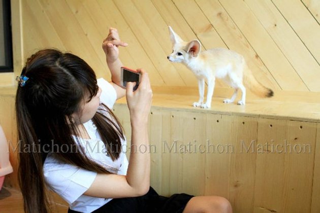 "คาเฟ่หมาจิ้งจอก" ฉีกแนวคาเฟ่หมา-แมว ลูกค้าแน่นแห่เล่นกับสัตว์น่ารักแปลกตา