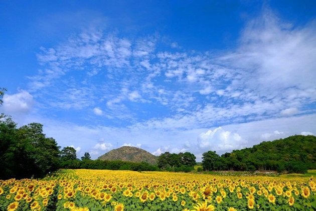 3 เส้นทางชมดอกไม้บานให้คุณได้ สตรอง!! กลางไร่สีเหลือง