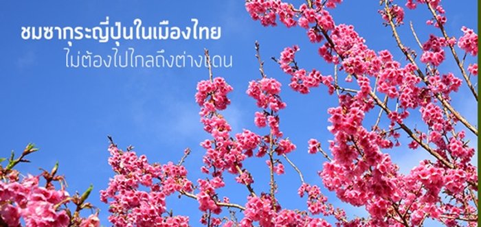มกราคมนี้ ชมซากุระญี่ปุ่นในเมืองไทย..ไม่ต้องไปไกลถึงเมืองนอก