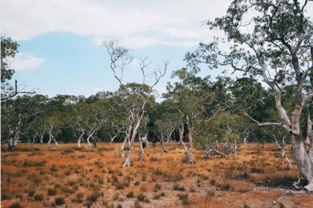 KOHPRATHONG Lost in Thailand Savanna