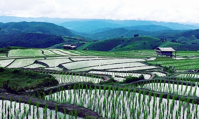 ท่องเที่ยวสไตล์พิศาล : "บ้านป่าบงเปียง" นาขั้นบันไดที่สวยที่สุดในประเทศไทย