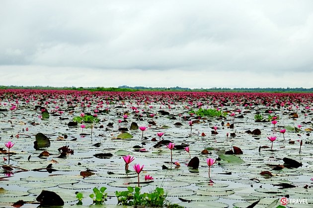 มหัศจรรย์ 'ทะเลบัวแดง' กุมภวาปี บานหลงฤดูในช่วงหน้าฝน จ.อุดรธานี