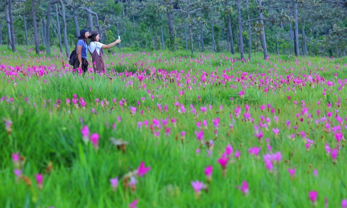 พาชมทุ่งดอกกระเจียวกลุ่มสุดท้ายของประเทศไทยในปีนี้ !! @ อุทยานแห่งชาติไทรทอง