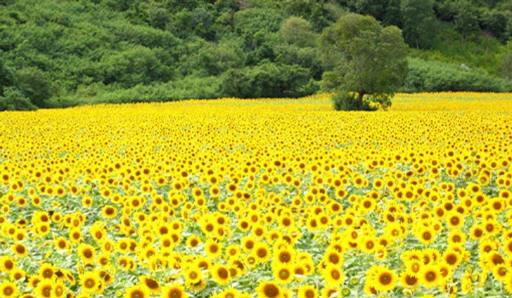 ชมดอกทานตะวันบานสไตล์คาวบอย สระบุรี