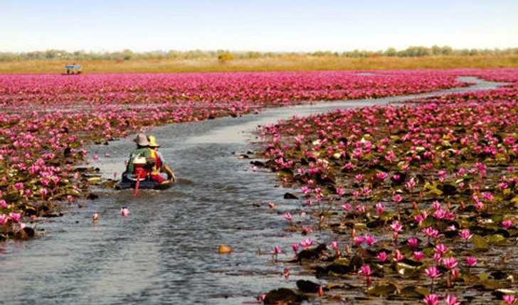สวย ซึ้ง อลังการ งานวิวาห์ล้านบัวชมบัวล้านดอก เมืองอุดรธานี