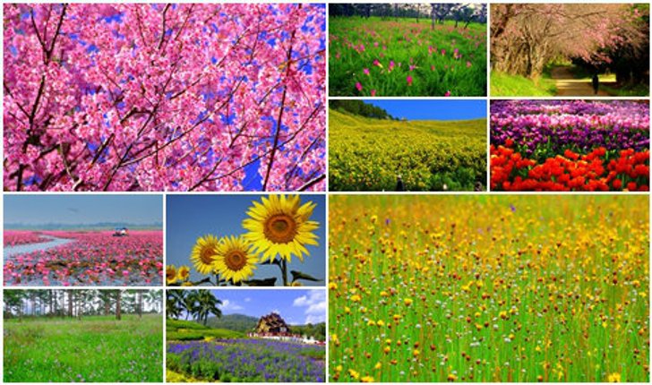 10 ที่เที่ยวชมดอกไม้สวยสุดๆ ในเมืองไทย
