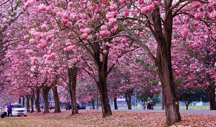 งดงามตระการตา! ดอกชมพูพันธุ์ทิพย์เบ่งบาน ม.เกษตรฯ กำแพงแสน