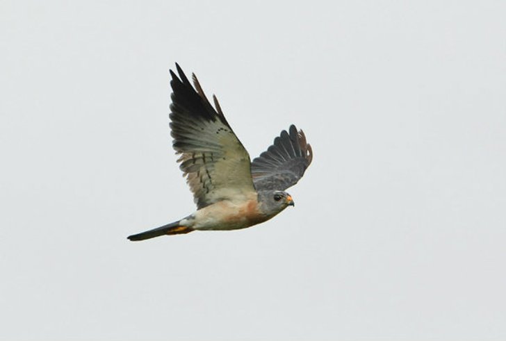 กิจกรรมดูเหยี่ยวอพยพ ณ เขาเรดาร์ "สายธารเหยี่ยวอพยพ ( River of Raptors)