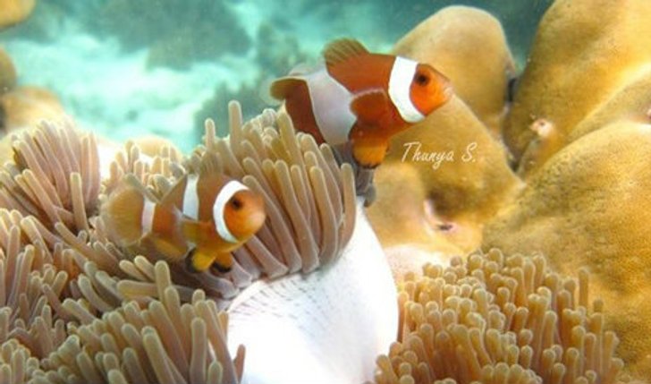 เที่ยวมัลดีฟส์เมืองไทย เกาะหลีเป๊ะ สตูล