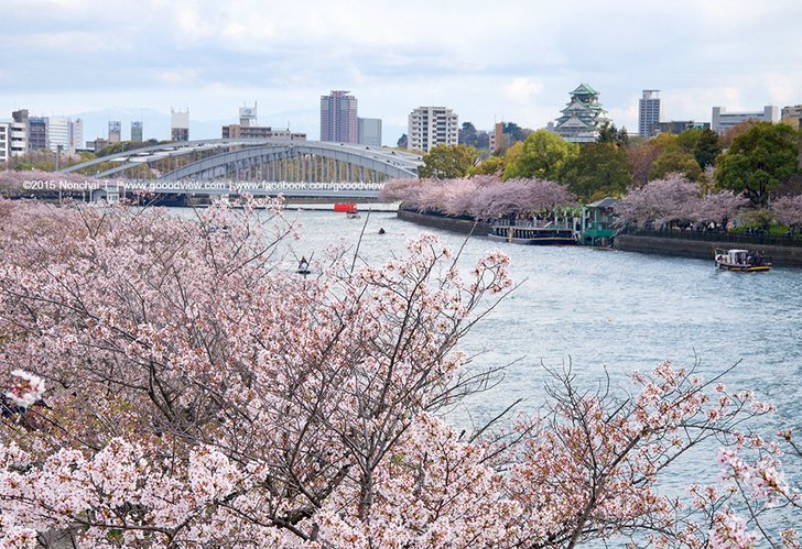 ชี้จุด ชม "ซากุระบาน" บนเส้นทางสาย Osaka-Kyoto-Hokuriku
