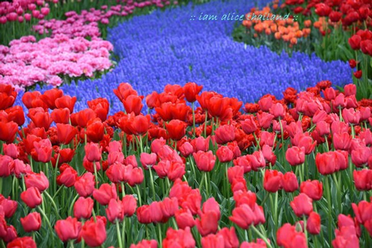 Keukenhof ชวนเที่ยวสวนสวย สวยจริงๆ