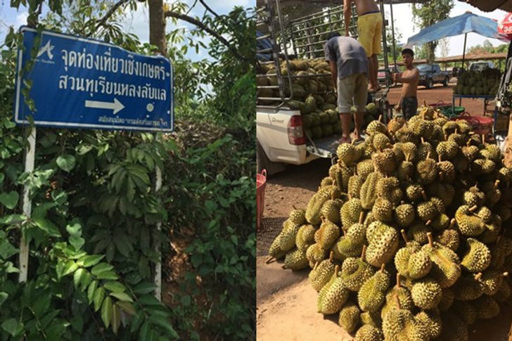 ท่องเที่ยวสไตล์พิศาลพาลุยสวนทุเรียนเมืองลับแล อร่อยที่สุดในโลก