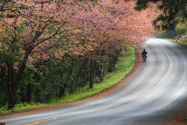 รวมมิตรที่เที่ยว..หนาวจับใจใน "เชียงใหม่" สำหรับหนาวนี้