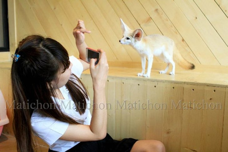 "คาเฟ่หมาจิ้งจอก" ฉีกแนวคาเฟ่หมา-แมว ลูกค้าแน่นแห่เล่นกับสัตว์น่ารักแปลกตา