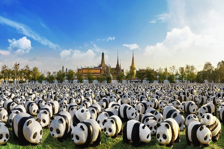 1600 PANDAS+ World Tour in Thailand