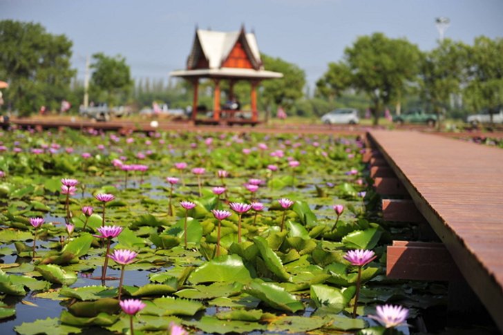 เปิดให้ชมแล้ว! 'อุทยานบัว' แหล่งรวบรวมพันธุ์บัว ม. เกษตรฯ วิทยาเขตเฉลิมพระเกียรติ จ.สกลนคร