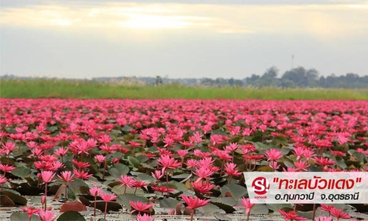 "ทะเลบัวแดง" ของดีมีให้ดูถึงแค่กุมภาพันธ์