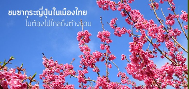 มกราคมนี้ ชมซากุระญี่ปุ่นในเมืองไทย..ไม่ต้องไปไกลถึงเมืองนอก