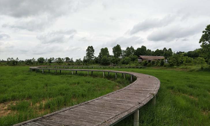 สะพานไม้ไผ่บ้านเตยโคราช เขียวขจีต้อนรับการกลับมาของการท่องเที่ยว