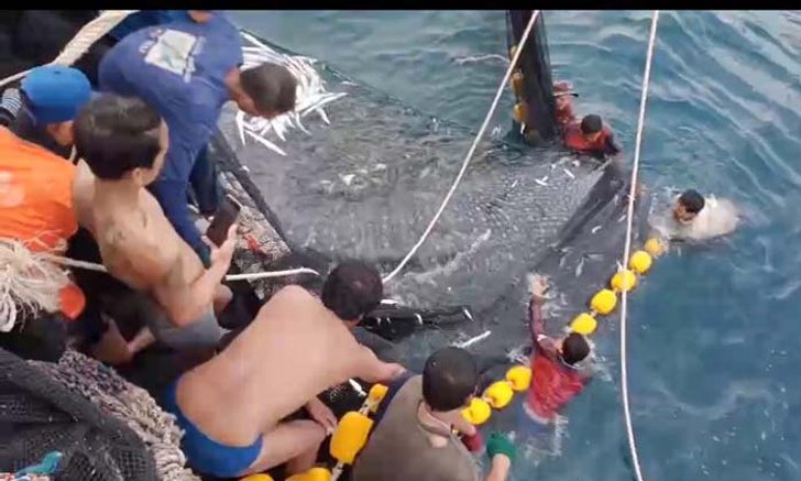 ชาวประมงพบฉลามวาฬยักษ์ใหญ่โผล่กลางทะเลสตูล