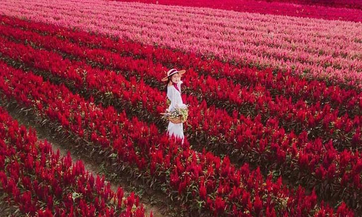 I Love Flower Farm สวนดอกไม้สีแดงสุดอันซีนราวกับอยู่ฮอกไกโด